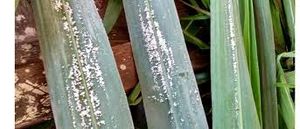 uploads/images/pest/sugarcane whitefly.jpg
